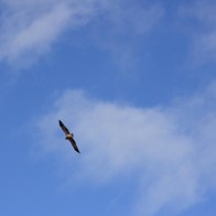 Whistling Kite - Photo Sandra Graham