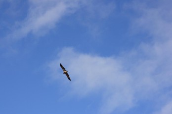 Whistling Kite - Photo Sandra Graham