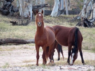 Brumby stallion & mares